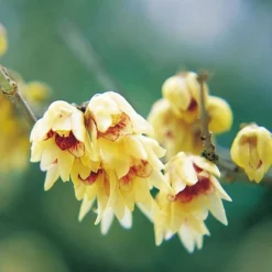 Fragrant Winter Shrub Collection -Florist Zone 14