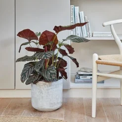 Tivoli Planter Cement H25Cm D26Cm -Florist Zone 152547 1