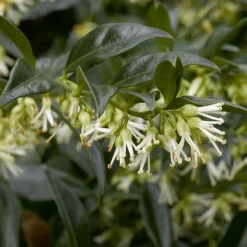 Fragrant Winter Shrub Collection -Florist Zone 43