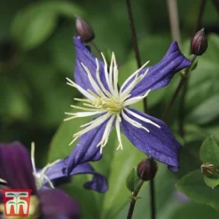 Clematis All Season Climbing Collection -Florist Zone 48