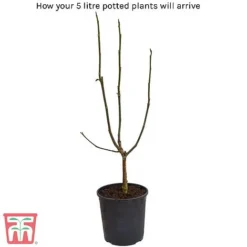 Magnolia X Loebneri 'Wildcat' -Florist Zone 5litre potted plant