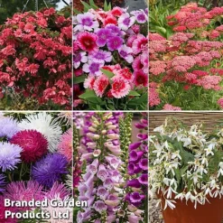 Summer Plant & Seed Bundle -Florist Zone 6 1