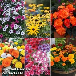 Summer Plant & Seed Bundle -Florist Zone 6 3