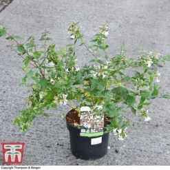 Abelia X Grandiflora 11 Abelia X Grandiflora -Florist Zone ABEL 58113 A