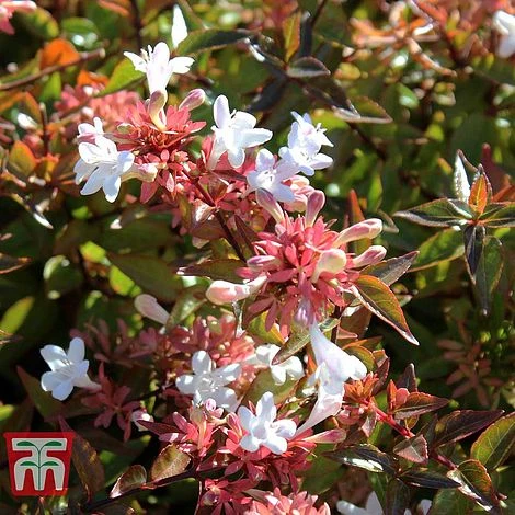 Abelia X Grandiflora 1 Abelia X Grandiflora