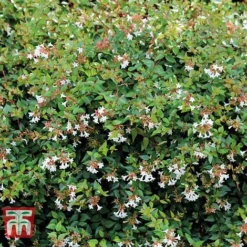 Abelia X Grandiflora 8 Abelia X Grandiflora -Florist Zone ABEL T58113 C