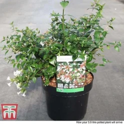 Abelia X Grandiflora 10 Abelia X Grandiflora -Florist Zone ABEL T58113 P