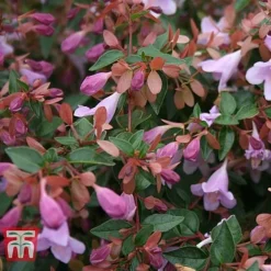 Abelia 'Pink Pong' -Florist Zone ABEL T71324 C