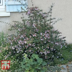 Abelia 'Pink Pong' -Florist Zone ABEL T71324 D