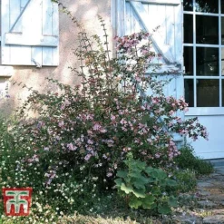 Abelia 'Pink Pong' -Florist Zone ABEL T71324 E