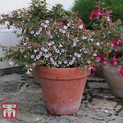 Abelia 'Pink Pong' -Florist Zone ABEL T71324 F