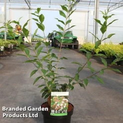 Abelia Mosanensis 'Monia' -Florist Zone ABEL MONIA S45155