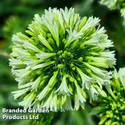 Agapanthus 'Emerald Ice' -Florist Zone AGAP EMERALDIC H44649