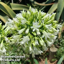 Agapanthus 'Emerald Ice' -Florist Zone AGAP EMERALDIC H44650