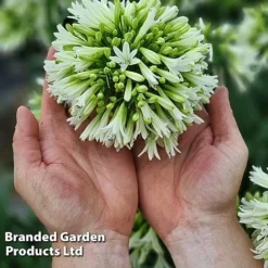 Agapanthus 'Emerald Ice' -Florist Zone AGAP EMERALDIC H44651