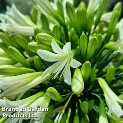 Agapanthus 'Emerald Ice' -Florist Zone AGAP EMERALDIC S44603