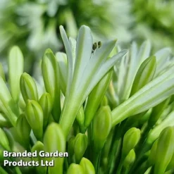 Agapanthus 'Emerald Ice' -Florist Zone AGAP EMERALDIC S44604