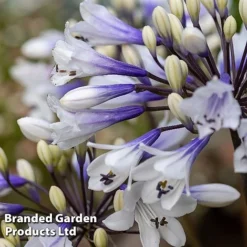 Agapanthus Everpanthus Collection -Florist Zone AGAP EVERSPARK S445441