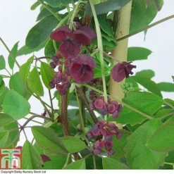 Akebia Quinata -Florist Zone AKEB T80255 A