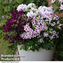 Alstroemeria Inticancha 'Purple Passion Collection' -Florist Zone ALST PURPLEPAS T44371