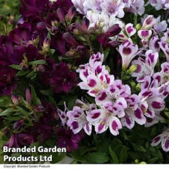 Alstroemeria Inticancha 'Purple Passion Collection' -Florist Zone ALST PURPLEPAS T44374
