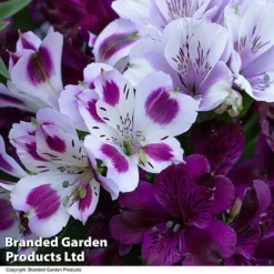 Alstroemeria Inticancha 'Purple Passion Collection' -Florist Zone ALST PURPLEPAS T44378