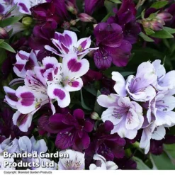 Alstroemeria Inticancha 'Purple Passion Collection' -Florist Zone ALST PURPLEPAS T44380