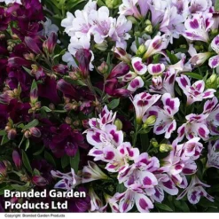 Alstroemeria Inticancha 'Purple Passion Collection' -Florist Zone ALST PURPLEPAS T44381