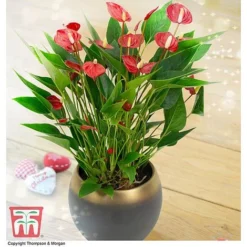 Anthurium 'Million Flower' - Gift