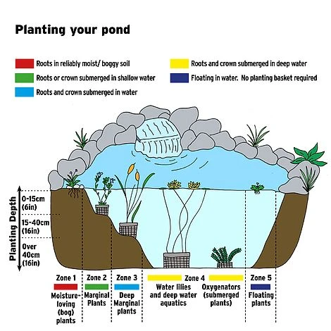 Rumex Sanguineus (Marginal Aquatic) 2 Rumex Sanguineus (Marginal Aquatic) - Image 2