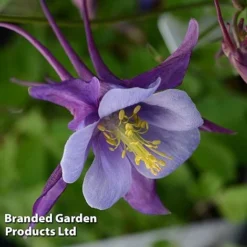 Aquilegia ‘Earlybird™ Purple Blue’ -Florist Zone AQUI EARLYPURP S40383