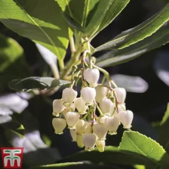 Arbutus Unedo 'Compacta' -Florist Zone ARBU T13932 A1