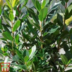 Arbutus Unedo 'Compacta' -Florist Zone ARBU T13932 C1