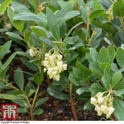 Arbutus Unedo 'Compacta' -Florist Zone ARBU T28586 A1