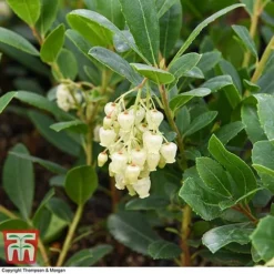 Arbutus Unedo 'Compacta' -Florist Zone ARBU T28587 A1