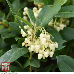Arbutus Unedo 'Compacta' -Florist Zone ARBU T28588 A1