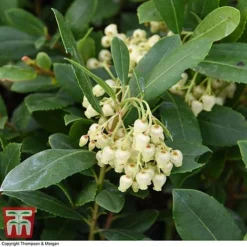 Arbutus Unedo 'Compacta' -Florist Zone ARBU T28589 A1