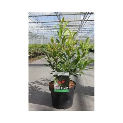 Arbutus Unedo 'Compacta' -Florist Zone ARBU T66053 A h