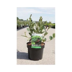 Aronia X Prunifolia 'Autumn Magic' -Florist Zone ARON T66054 A h