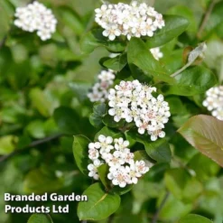 Aronia Melanocarpa 'Professor Ed'