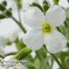 Aubretia Gracilis 'Kitte White'