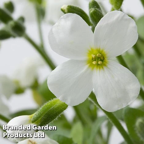 Aubretia Gracilis 'Kitte White' 1 Aubretia Gracilis 'Kitte White'