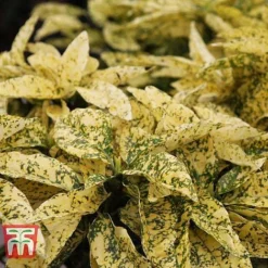 Aucuba Japonica 'Crotonifolia' -Florist Zone AUCU T66058 B