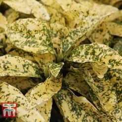 Aucuba Japonica 'Crotonifolia' -Florist Zone AUCU T66058 C