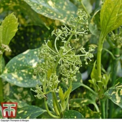 Aucuba Japonica 'Crotonifolia' -Florist Zone AUCU T66058 F1