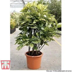 Aucuba Japonica 'Crotonifolia' -Florist Zone AUCU T66058 R
