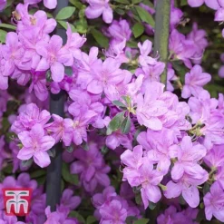 Azalea 'Dwarf Collection' -Florist Zone AZAL 51902 F