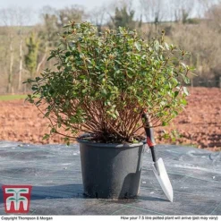 Rhododendron 'Rustica Pink' (Azalea Group) -Florist Zone AZAL WKB9203 L