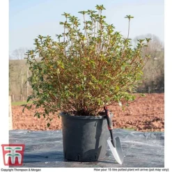 Rhododendron 'Rustica Pink' (Azalea Group) -Florist Zone AZAL WKB9203 M