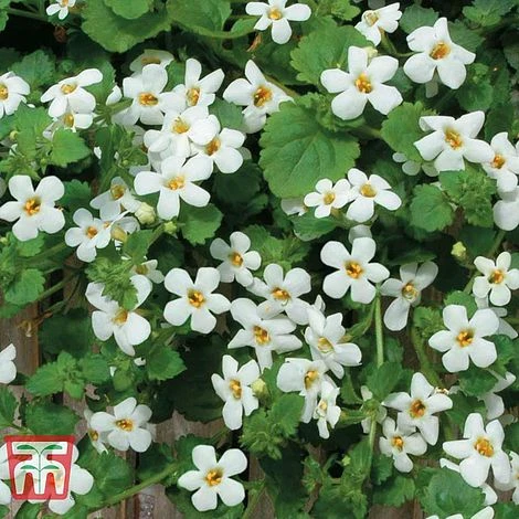 White Hanging Basket Duo 2 White Hanging Basket Duo - Image 2
